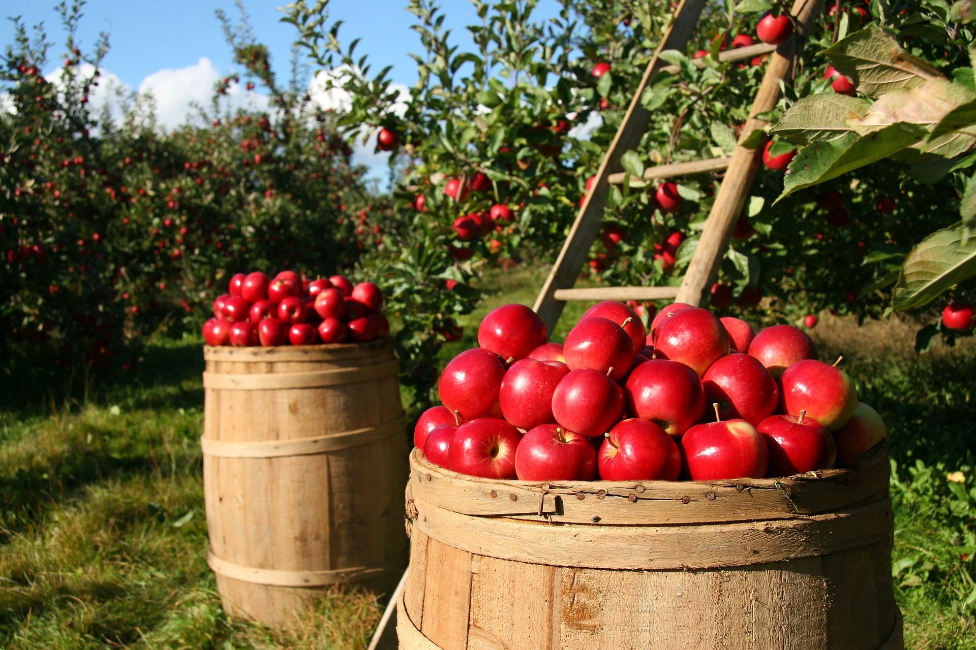 Körbe voller roter Äpfel in der Obstanlage